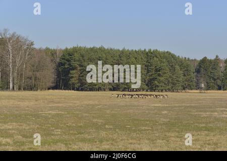 Herde von Brachhirsch Stockfoto