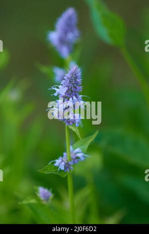 Wildform Stockfoto