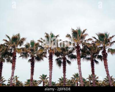 Blick von unten auf ein Foto von Palmen gesäumt gegen einen blauen Himmel und Wolken Stockfoto