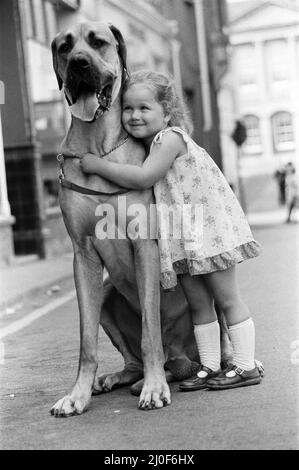 Die große Dänin namens Hermie ist ein großer Hund und wird oft von der drei Jahre alten Emma Rich zu Spaziergängen gebracht. 6.. Juli 1980 Stockfoto