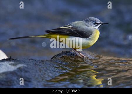 Graue Bachstelze im Frühjahr Stockfoto