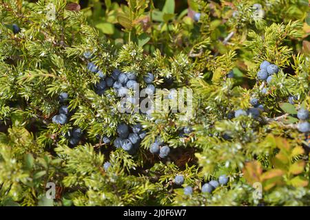 Früchte von Juniperus communis Stockfoto