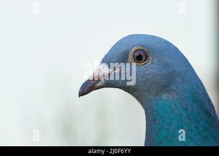 Brieftaube Stockfoto