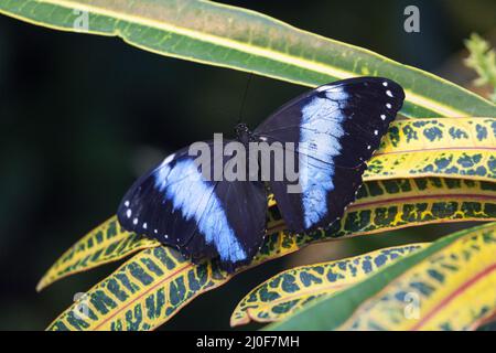 Blauer Morpho-Schmetterling auf einem grünen Blatt Stockfoto