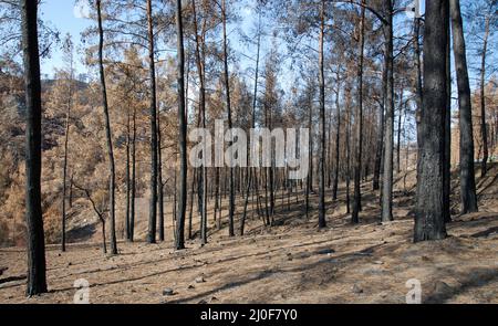 Verbrannter Wald mit Bäumen nach einem Waldbrand Stockfoto