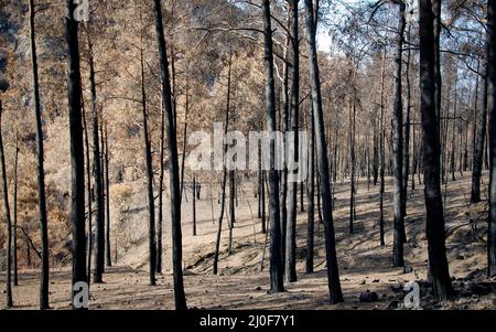 Verbrannter Wald mit Bäumen nach einem Waldbrand Stockfoto