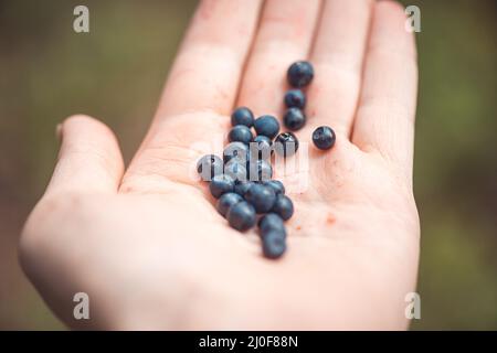 Die Hand eines Mannes ist aus der Nähe und hält eine Handvoll reifer Blaubeeren. Makroaufnahme mit selektivem Fokus und flachem Freiheitsgrad Stockfoto