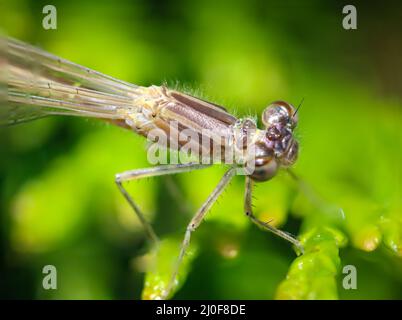 Porträt einer Libelle (Zygoptera) oder Wasserjungfrau. Sie gehören zu den Libellen. Stockfoto