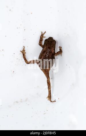 Porträt eine Nahaufnahme eines Bufo Bufo Stockfoto