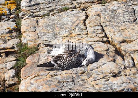 Tote große Schwarzrückenmöwe Stockfoto