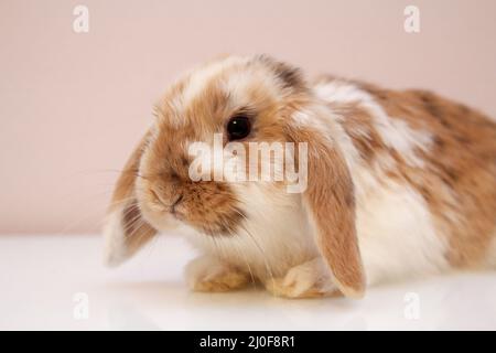 Fotoshooting mit einem jungen Zwergkaninchen Stockfoto