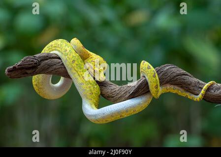 Grüner Baum Phyton Stockfoto