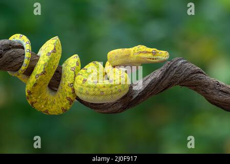 Grüner Baum Phyton Stockfoto