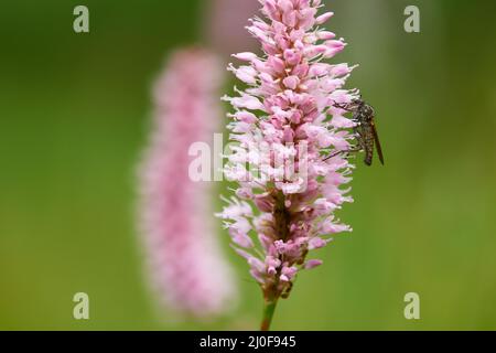 Gemeiner Bistort mit Fliege Stockfoto