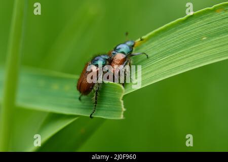 Garten Chafer Stockfoto