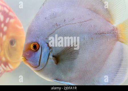 Nahaufnahme eines Bildnis von Diskusfischen im Aquarium. Stockfoto