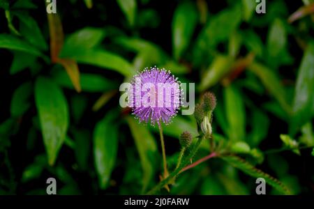Mimosa pudica Blume lila im Garten Stockfoto