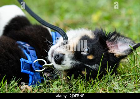 Junger australischer Schäferhund Stockfoto
