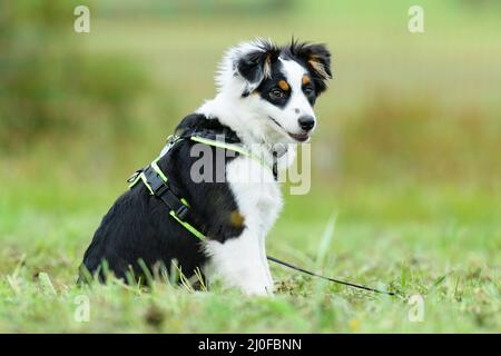Junger australischer Schäferhund Stockfoto
