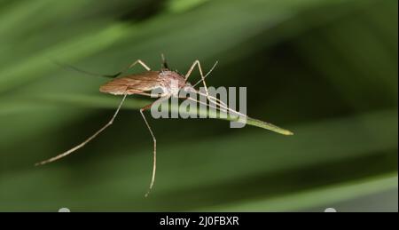 Moskito auf einer Kiefernnadel während der Nachtstunden in Houston, TX. Sie sind während der wärmeren Monate am fruchtbarsten und können das West-Nil-Virus tragen. Stockfoto