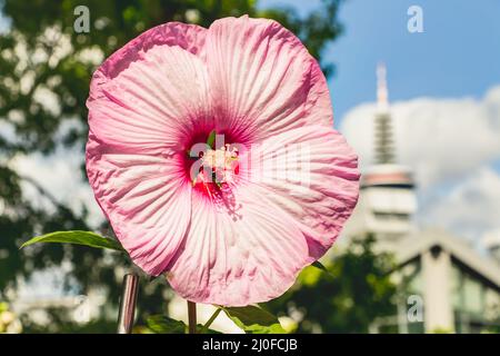 Ausdauernder Hibiskus in voller Blüte Stockfoto