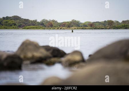 San Marcos Lempa, El Salvador. 18. März 2022. Gesamtansicht des Flusses Lempa. Am 21.. März wird der Weltwaldtag gedenkt, gefolgt vom Weltwassertag, der am 22.. März begangen wird. Beide Termine beabsichtigen, die Bedingungen für Wildtiere zu verbessern und die Kontamination zu verringern, da Probleme mit dem Klimawandel in der wissenschaftlichen Gemeinschaft ein alarmierendes Ausmaß erreichen. Kredit: SOPA Images Limited/Alamy Live Nachrichten Stockfoto