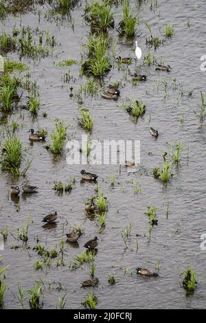 San Marcos Lempa, El Salvador. 18. März 2022. Enten ruhen an einem Flussufer. Am 21.. März wird der Weltwaldtag gedenkt, gefolgt vom Weltwassertag, der am 22.. März begangen wird. Beide Termine beabsichtigen, die Bedingungen für Wildtiere zu verbessern und die Kontamination zu verringern, da Probleme mit dem Klimawandel in der wissenschaftlichen Gemeinschaft ein alarmierendes Ausmaß erreichen. Kredit: SOPA Images Limited/Alamy Live Nachrichten Stockfoto