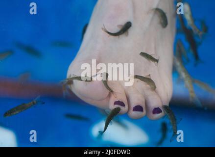 Fish Spa Pediküre und Foot Fish Spa Stockfoto