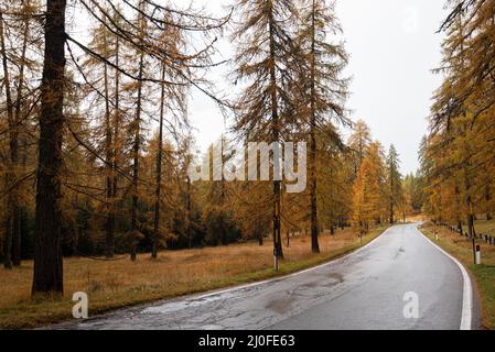 Leere Landstraße in den italienischen Alpen im Herbst Stockfoto