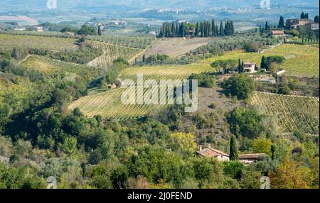 Wunderschönen Weinberg Felder in San Gimignano, Toskana, Italien Anfang Oktober Stockfoto