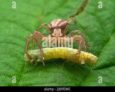 Nahaufnahme einer weiblichen gewöhnlichen Krabbenspinne, Xysticus cristatus, auf einem grünen Blatt mit einer Raupe, die sie gefangen hat. Ladner, Delta, British Columbia, Kanada Stockfoto