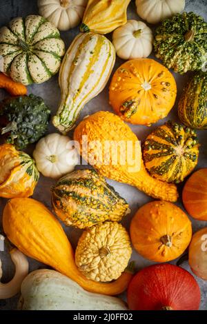 Schöne bunte Mini-Kürbisse auf grauem Beton Hintergrund, Urlaub oder Herbst Dekoration Stockfoto