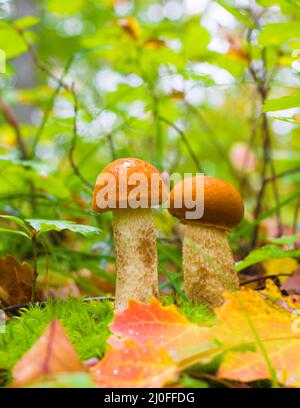 Zwei Ein junger essbarer Pilz (Leccinum aurantiacum) zwischen grünem Moos und trockenen Blättern im Herbst für Stockfoto