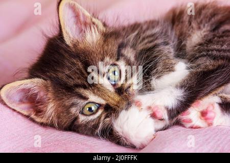 Eine kleine flauschige Kitty liegt auf einer rosa Decke Stockfoto