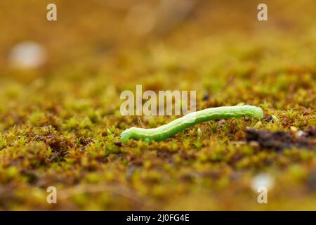 Raupe aus Wintermotte (Operophtera brumata) Stockfoto