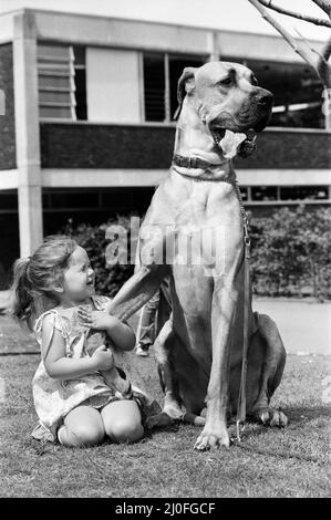 Die große Dänin namens Hermie ist ein großer Hund und wird oft von der drei Jahre alten Emma Rich zu Spaziergängen gebracht. 6.. Juli 1980 Stockfoto