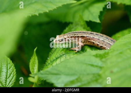 Lebhaftige Eidechse oder gewöhnliche Eidechse Stockfoto