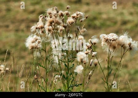 Cirsium arvense oder schleichende Distel Stockfoto