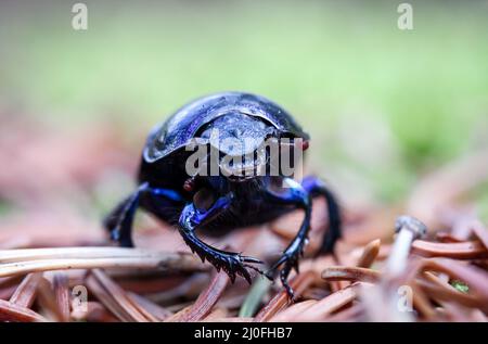 Nahaufnahme eines Holzmistkäfer (Anoplotrupes stercorosus) auf dem Waldboden. Stockfoto