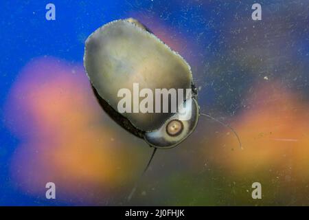 Zebra-Rennschnecke, Neritina turrita von unten auf einer Aquarienscheibe gesehen, während sie auf den Algen grast. Stockfoto