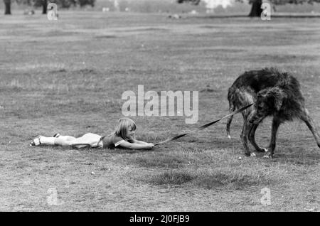 Die 5-jährige Billie Joe Hibberd aus Wood Green, London, scheint immer Probleme zu haben, wenn sie ihren Irish-Wolfhound 'Milligan' zu einem Spaziergang bringt. Sie sind im Hyde Park abgebildet. 12.. September 1979. Stockfoto