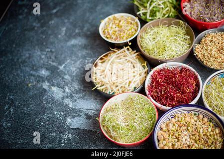 Draufsicht auf verschiedene Arten Mikrogrüns sprießen in bunten Schalen. Triebe von Rettich, Kohl, Knoblauch Stockfoto