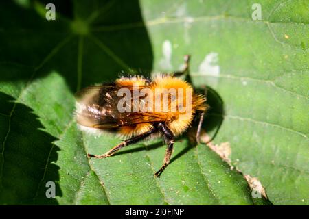 Nahaufnahme einer Biene auf einem Blatt. Stockfoto