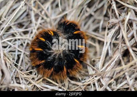 Die Raupe, Larve einer Brombeermotte, Macrothylacia rubi. Es ist ein Schmetterling von der Mutter h Stockfoto