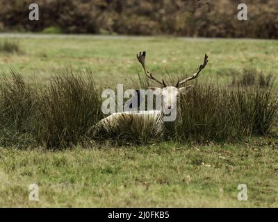 Großbritannien - Leicestershire - Bradgate Park - White Braow Deer - Stag Stockfoto