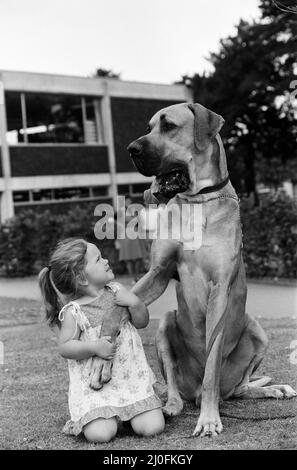 Die große Dänin namens Hermie ist ein großer Hund und wird oft von der drei Jahre alten Emma Rich zu Spaziergängen gebracht. 6.. Juli 1980 Stockfoto