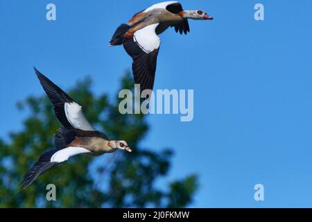 Ägyptische Gänse im Flug Stockfoto