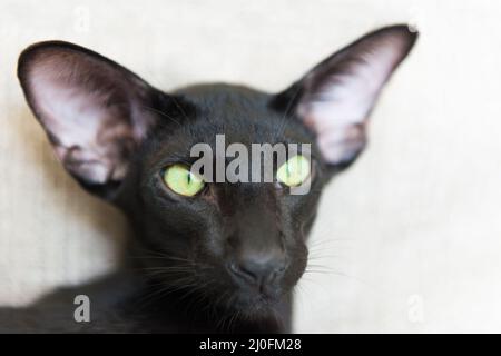 Reinrassige schwarze orientalische Katze Stockfoto