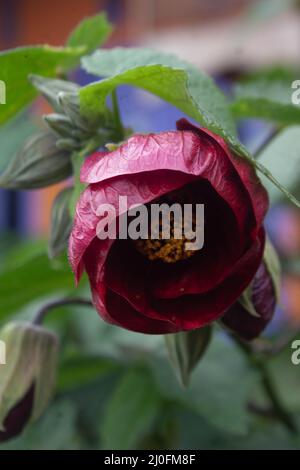 Rote abutilon-Pictum-Blume im Vorgarten Stockfoto