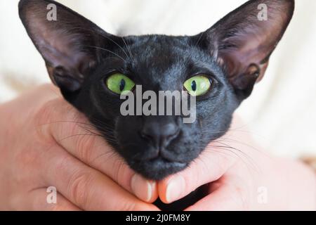 Lustiges schwarzes orientalisches Katzengesicht Stockfoto